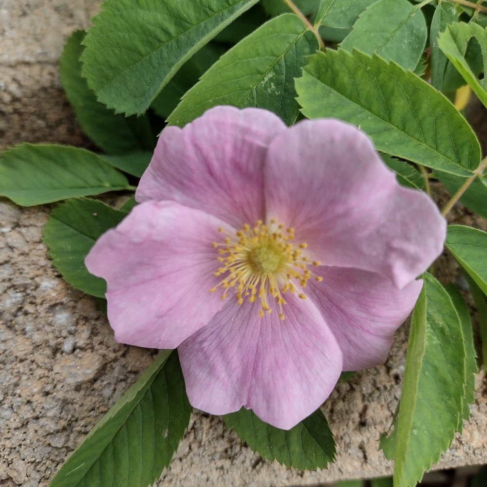 Nothing for sale here I can't figure out how to delete a listing on Poshmark